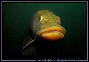 A Pike Fish (for an old friend of mine, back on UWP...) by Michel Lonfat 